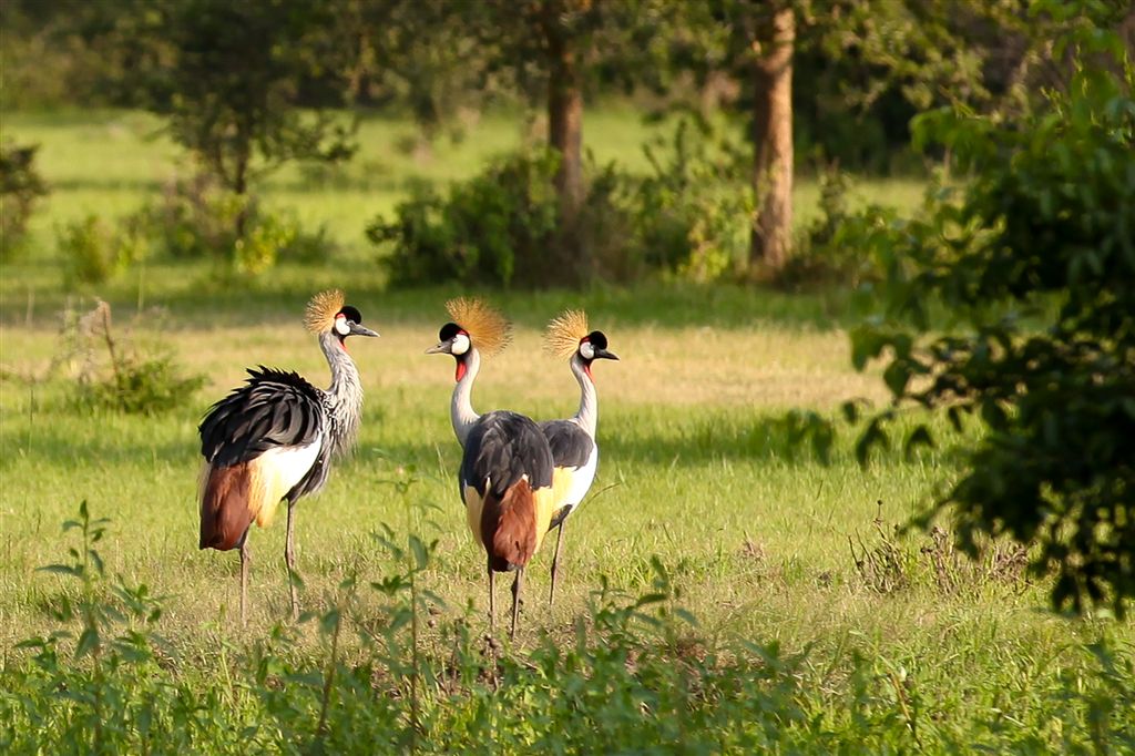 Grues couronnées, emblème du pays