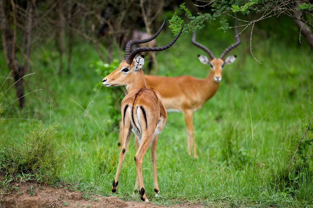 impala