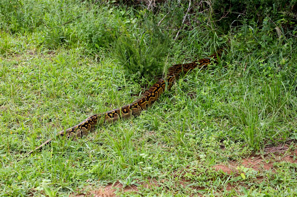 boa constrictor