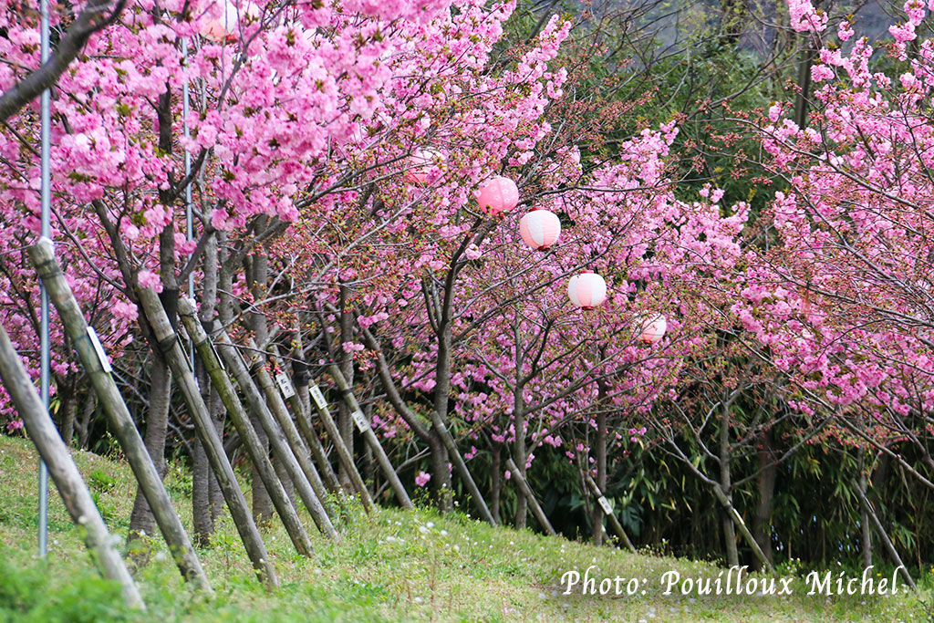 Cerisiers en fleurs