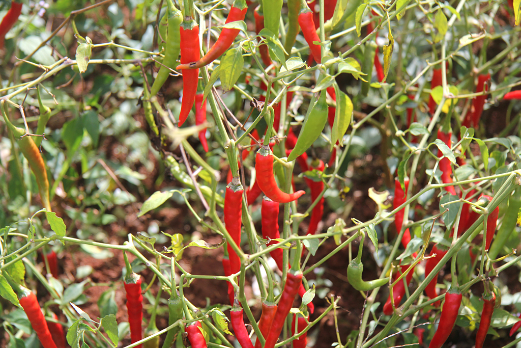 Champs de piments