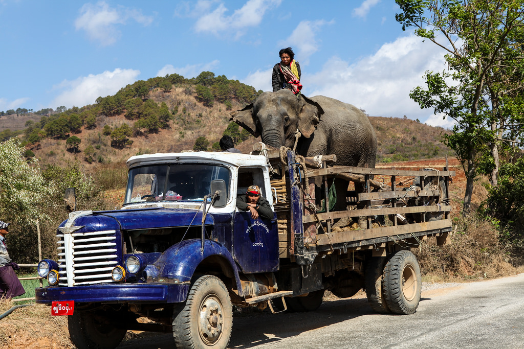 En route pour Pelaung, un éléphant en taxi !