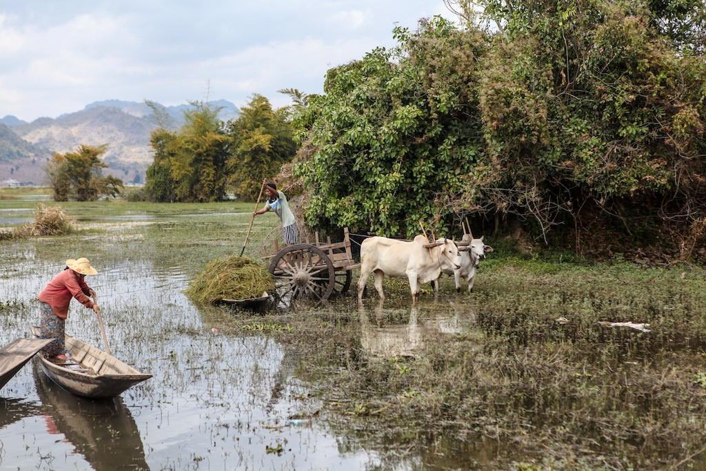 Les paysans arrachent les plantes qui prolifèrent dans l'eau   