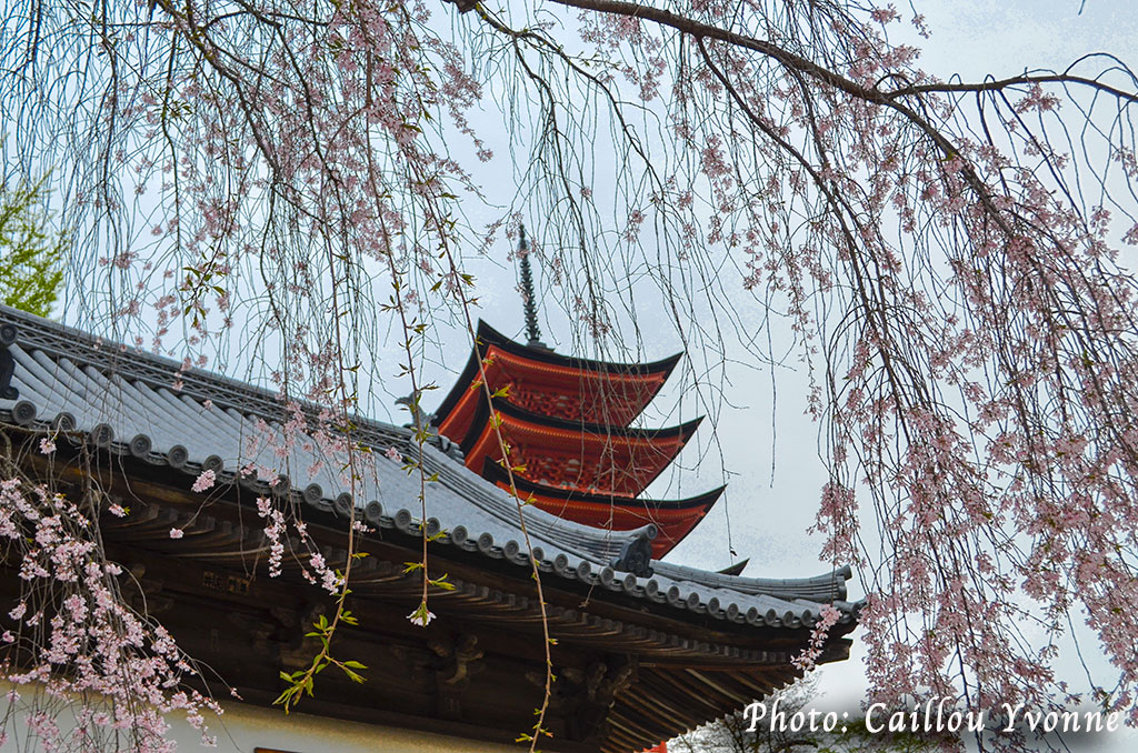 Cerisiers en fleurs et pagode, Miyajima