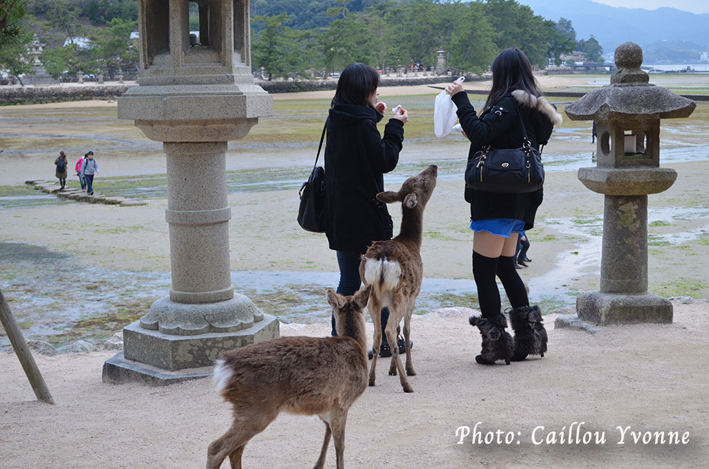 Biches et jeunes filles japonaises, Miyajima