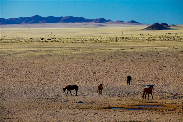 14 Juillet. Du Fish River Canyon à la plaine de Garub et ses chevaux sauvages