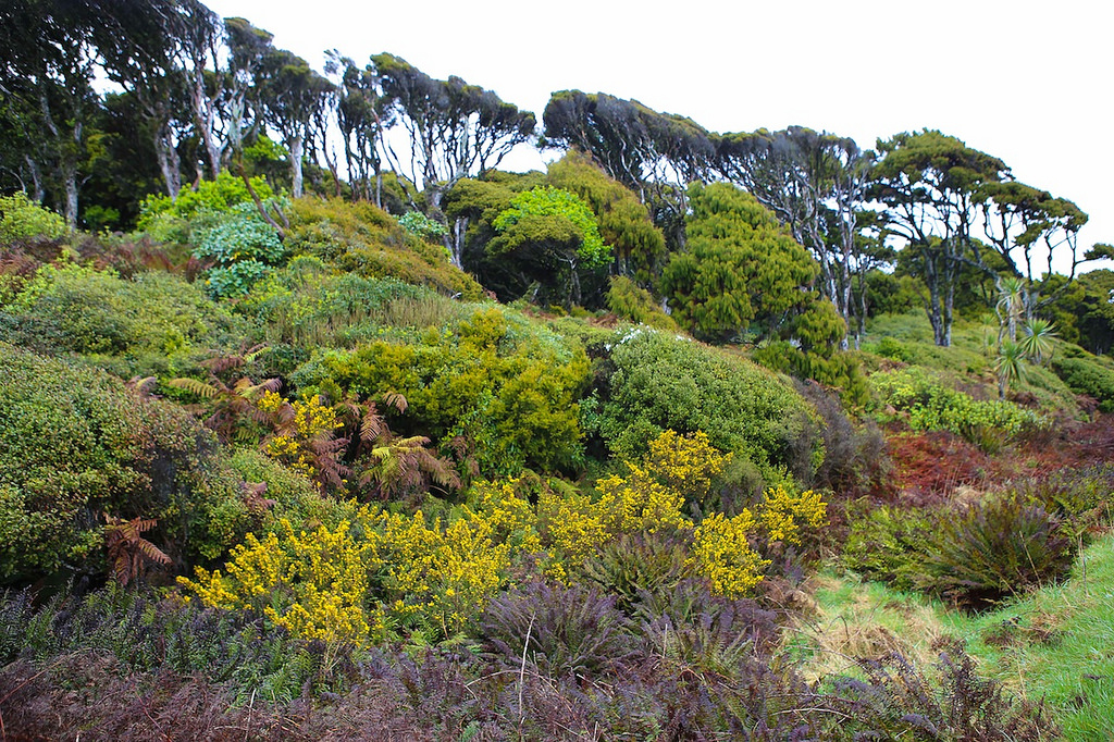 Végétation typique sur le côte face à la mer de Tasmanie