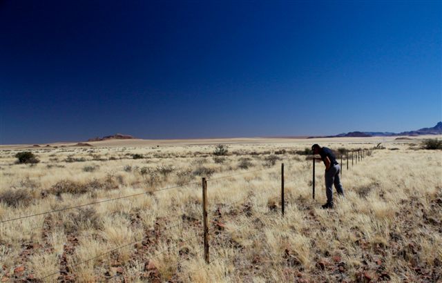 Gilles inspecte les lignes interminables de fil de fer...