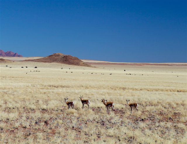 Springboks dans les grandes plaines du Namib