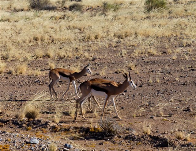 Springboks sur la route du canyon