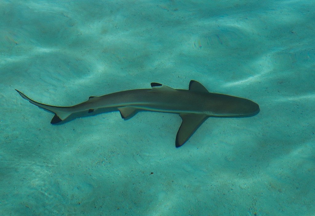 Requin à pointe noire