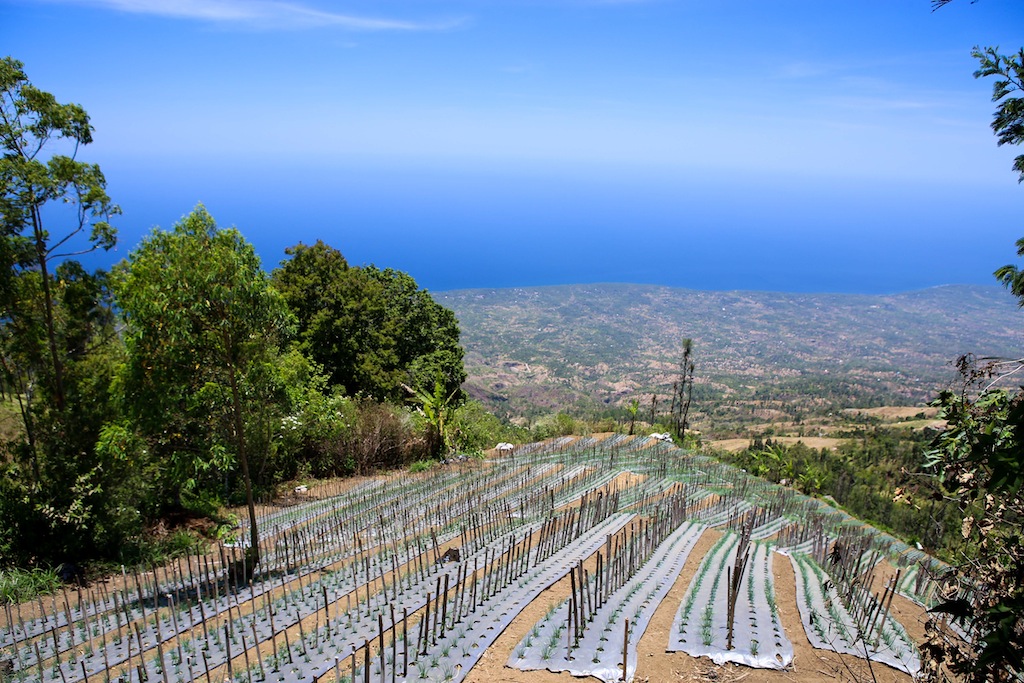  Cultures maraîchères sur les flancs de la caldera