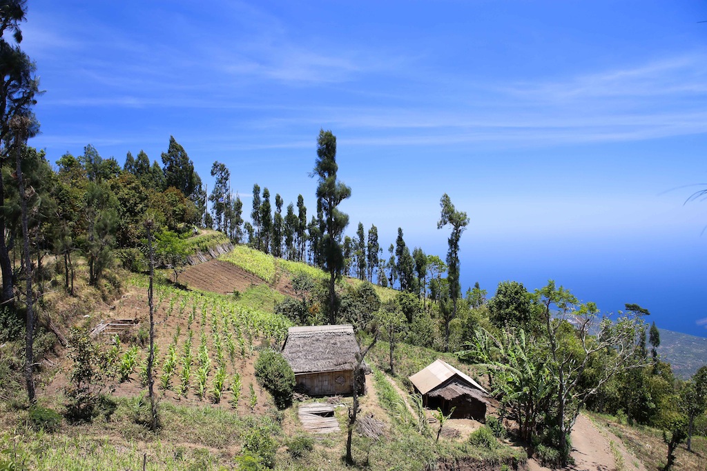  Cultures maraîchères sur les flancs de la caldera