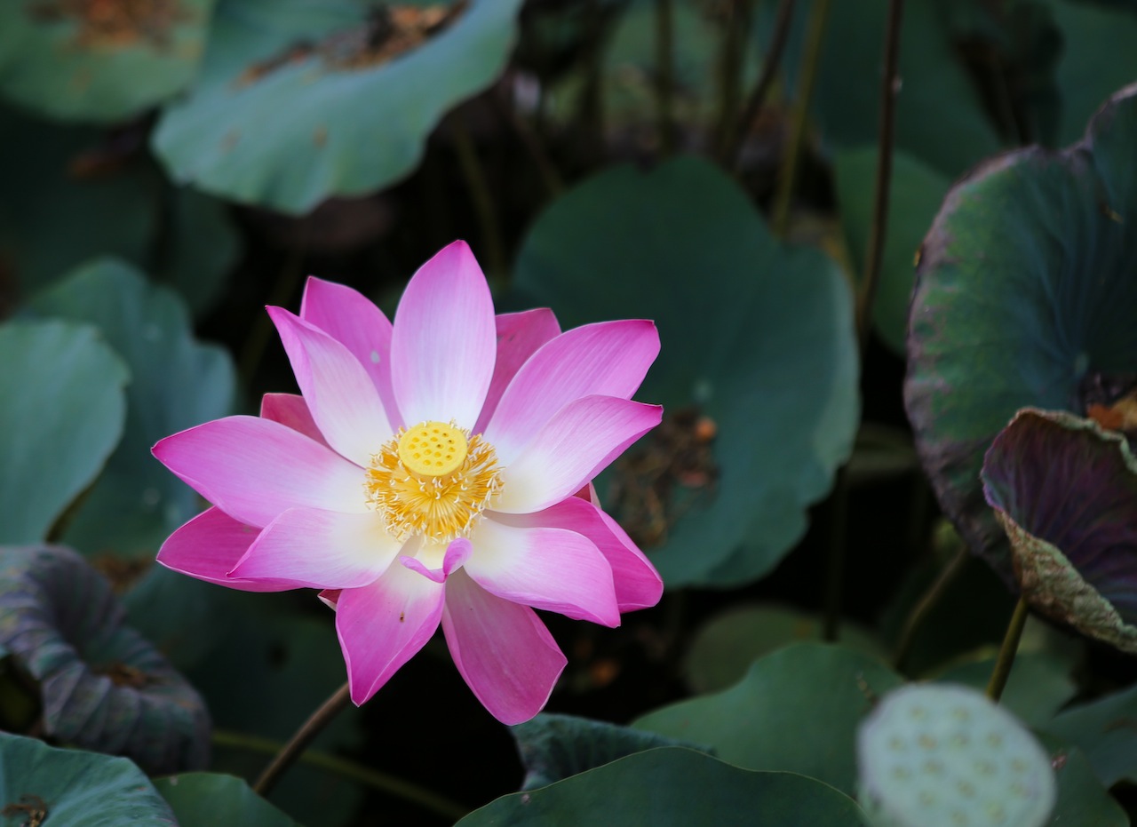 La fleur de Lotus, l'un des symboles de Bali