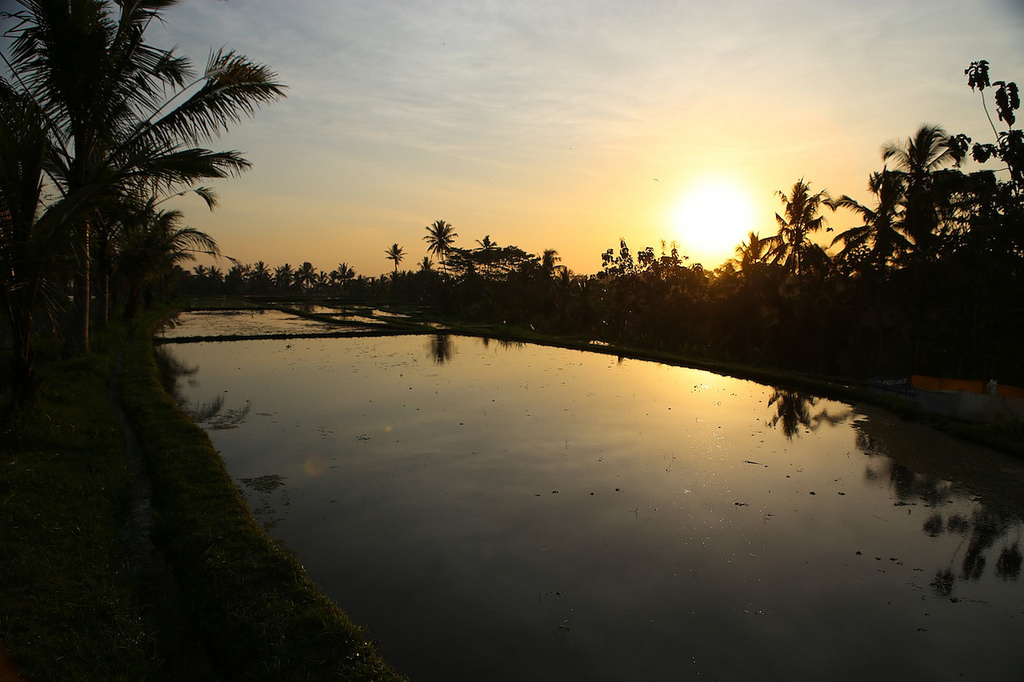 Fin de journée dans les rizières en eau