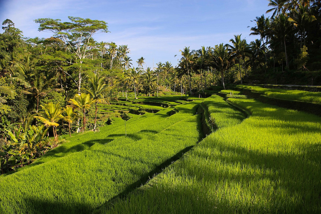Rizières pour descendre sur Gunung Kawi