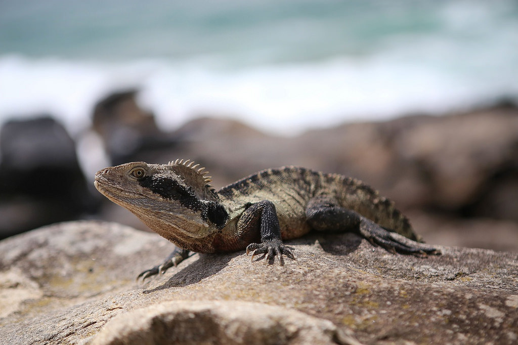 Une sorte d'iguane locale