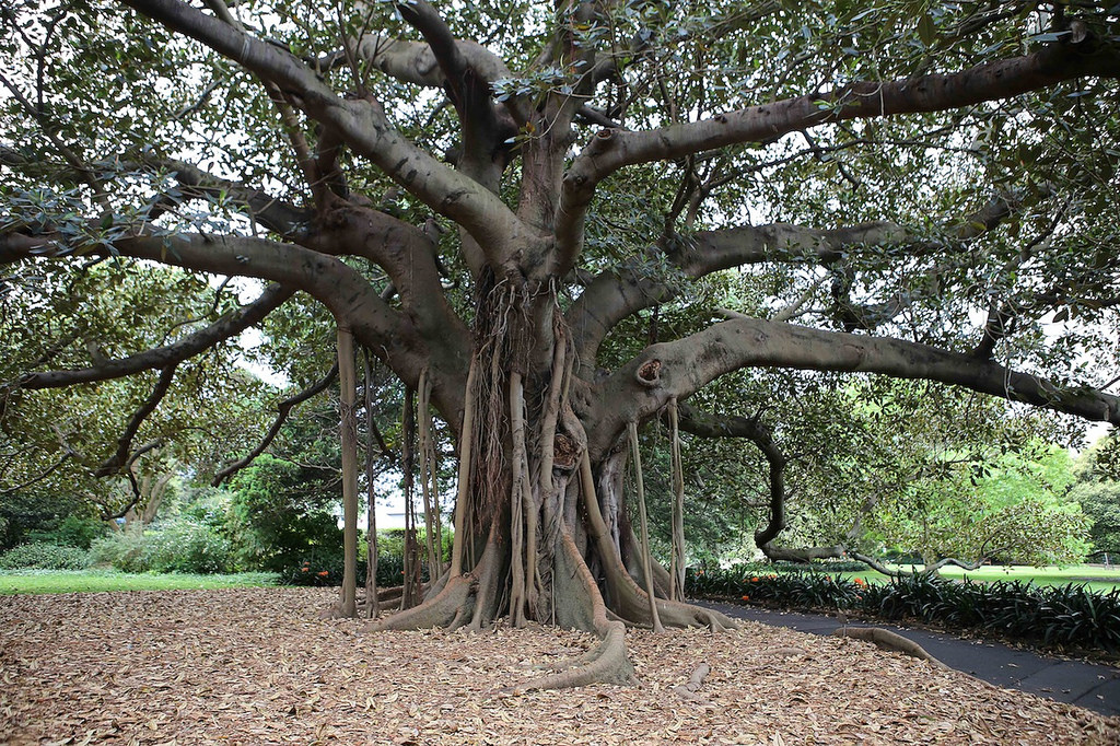 Le parc botanique