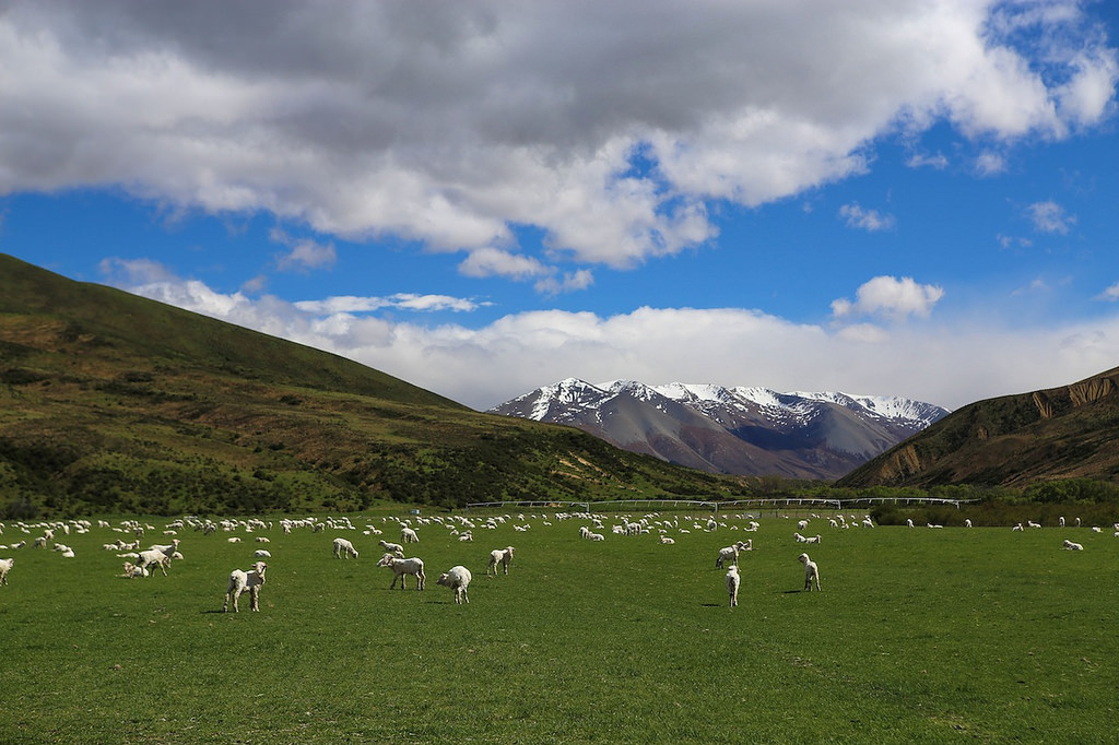 Arrêt en bordure du lac Pukaki, beau temps au Sud - Du Mt Cook à Queenstown