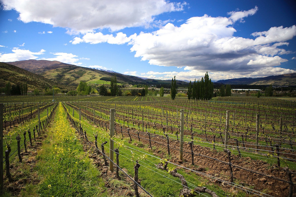 Dans le domaine viticole de Felton Road