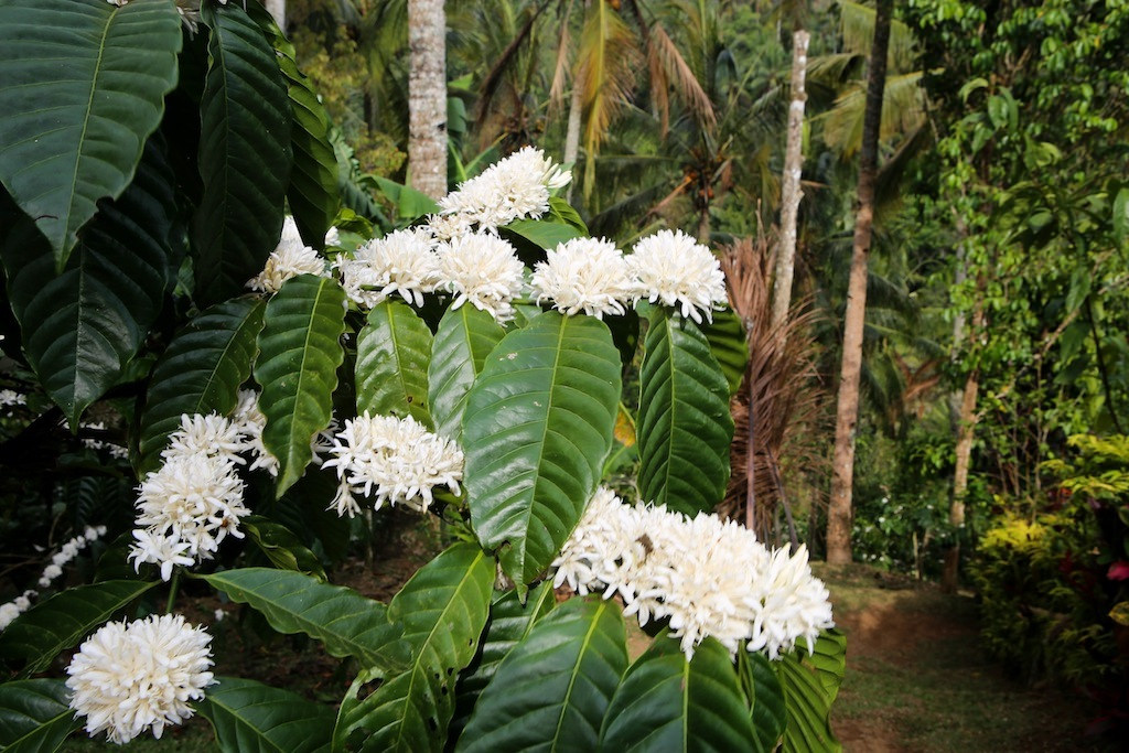 Fleurs de café Arabica