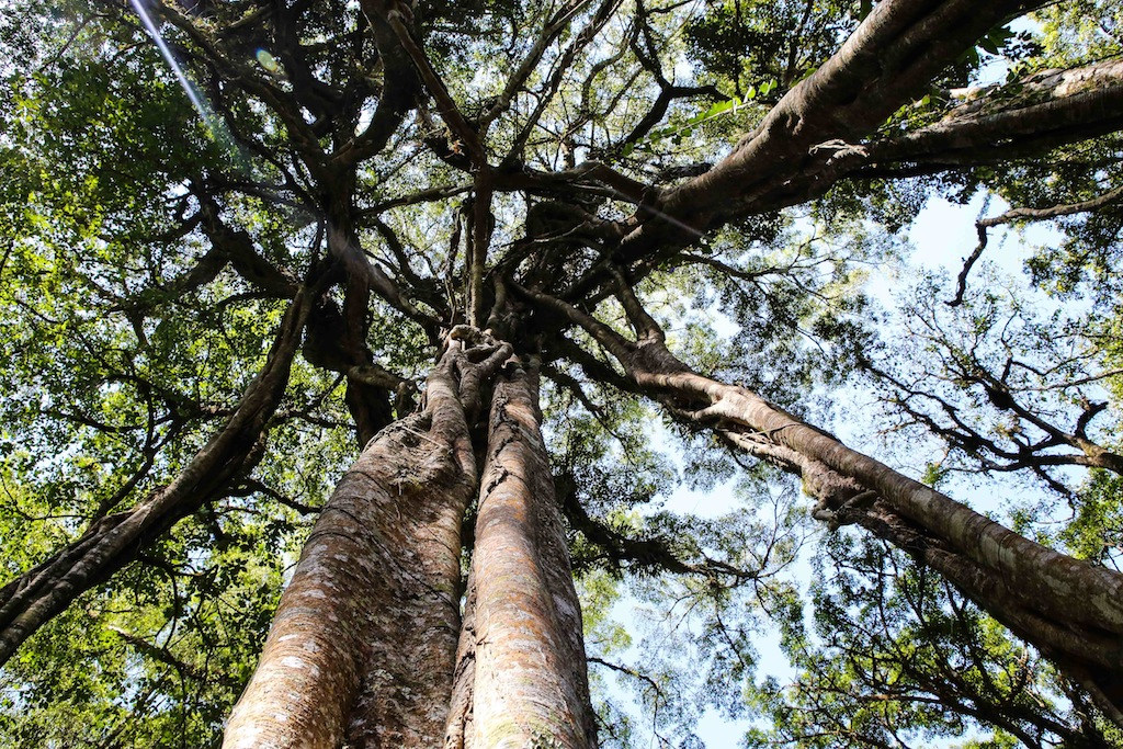 Dans la forêt primaire de Tamblingan, un banian géant