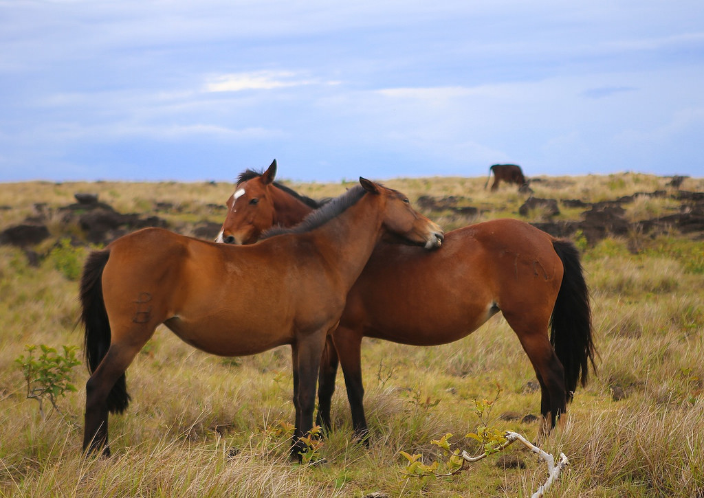 Il y a de nombreux chevaux sur l'île de Pâques