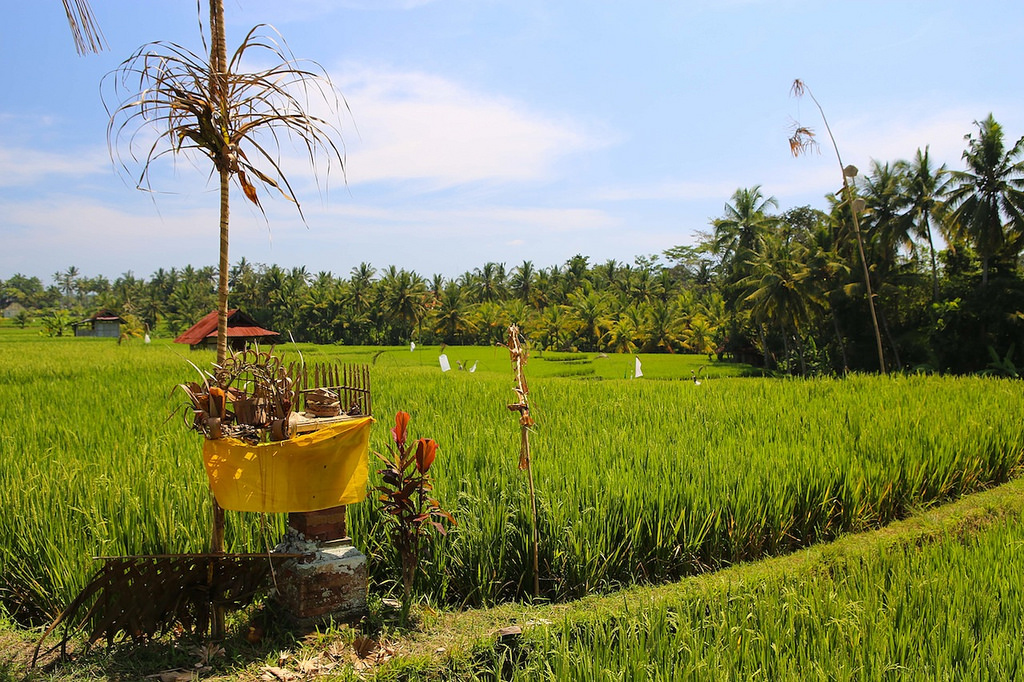 Rizières d'Ubud