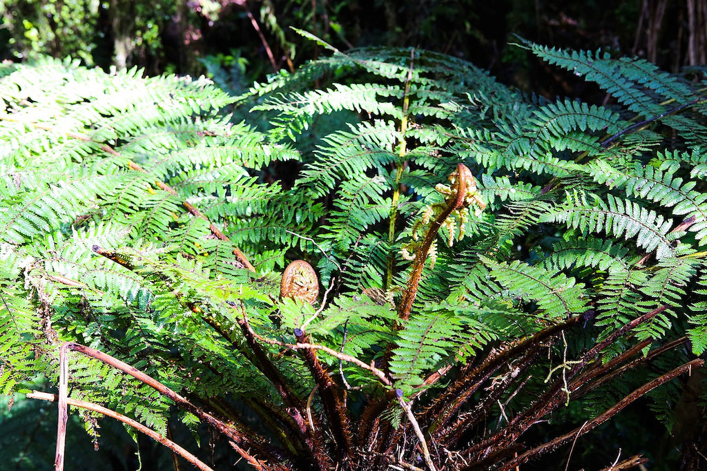 En arrivant à Franz Joseph, vues sur le Mt Elie de Beaumont - Franz Joseph Glacier