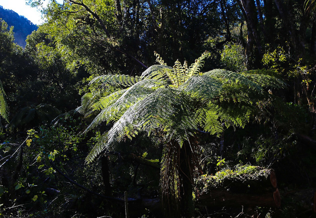 En arrivant à Franz Joseph, vues sur le Mt Elie de Beaumont - Franz Joseph Glacier