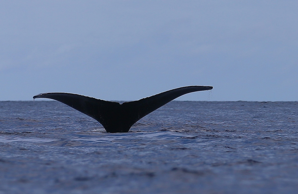 Queue de baleine, au moment où elle va sonder