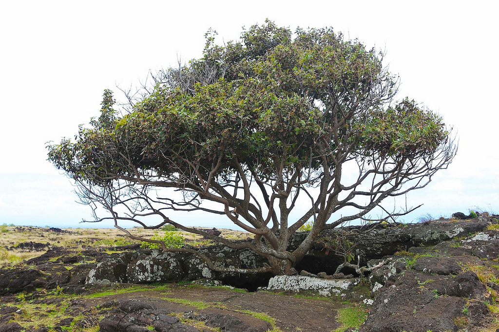 Un avocatier a poussé dans une partie du lava tube