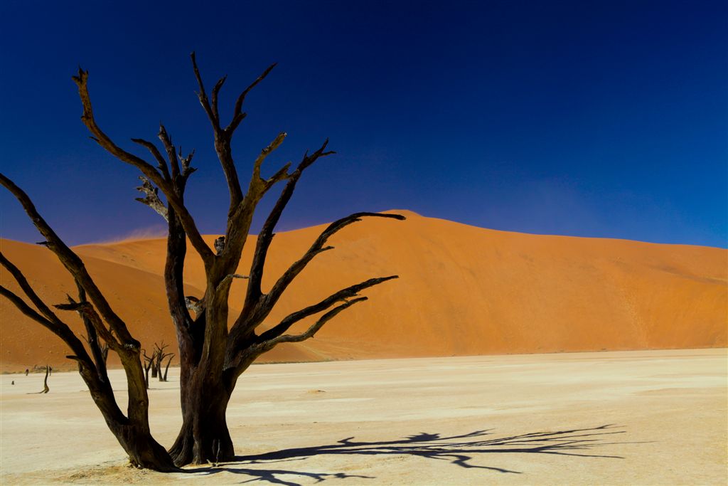 Arbre mort à Dead Vlei