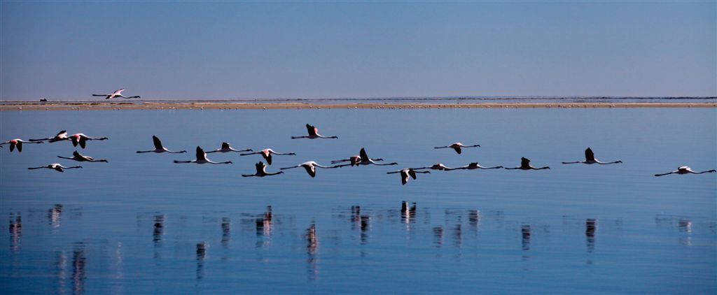 Vol de flamants sur la baie de Walvis