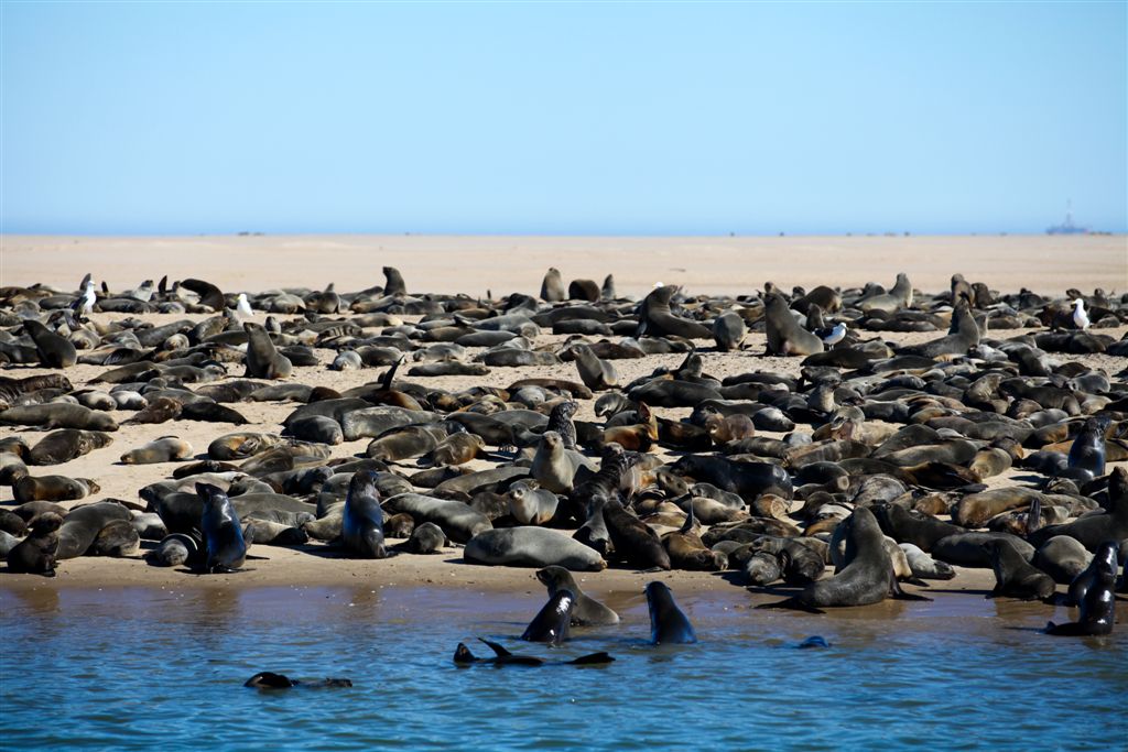 Otaries ... à la plage