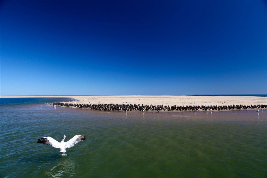 Atterrissage d'un pélican devant un groupe de cormorans