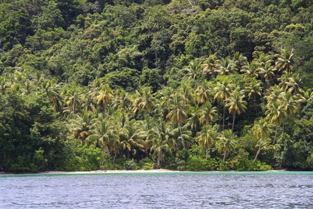 Forêt dense - Vers la Baie de Triton