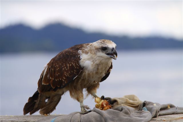 Rapace - Kelang et Boano Islands