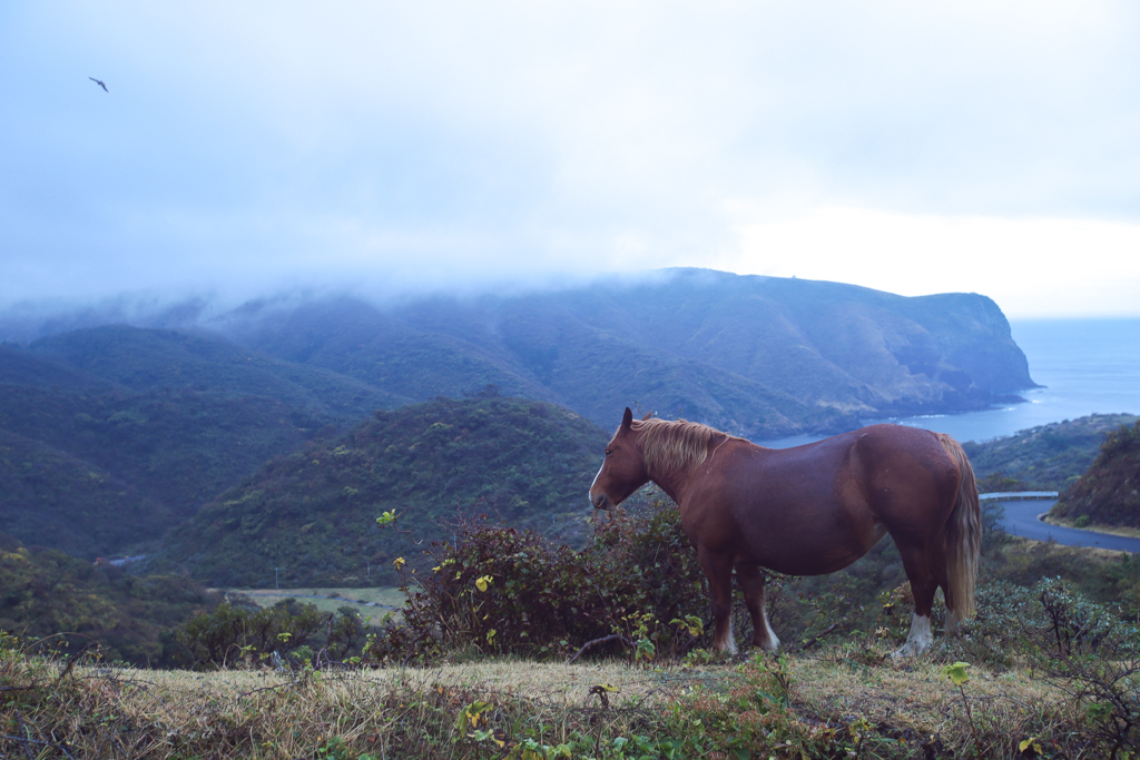 20151108 Nishinoshima-4