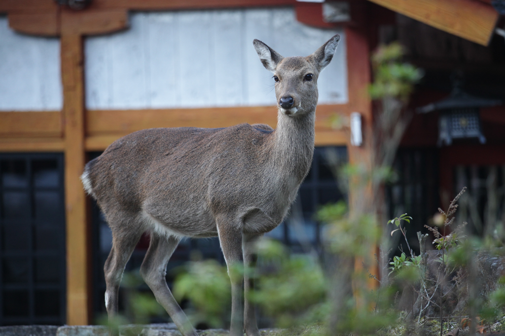 20151110 Miyajima-19