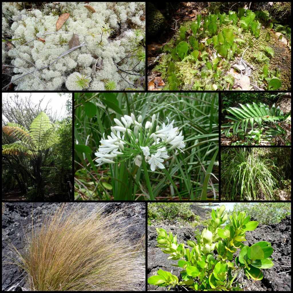 La diversité de la flore de Rangitoto est unique