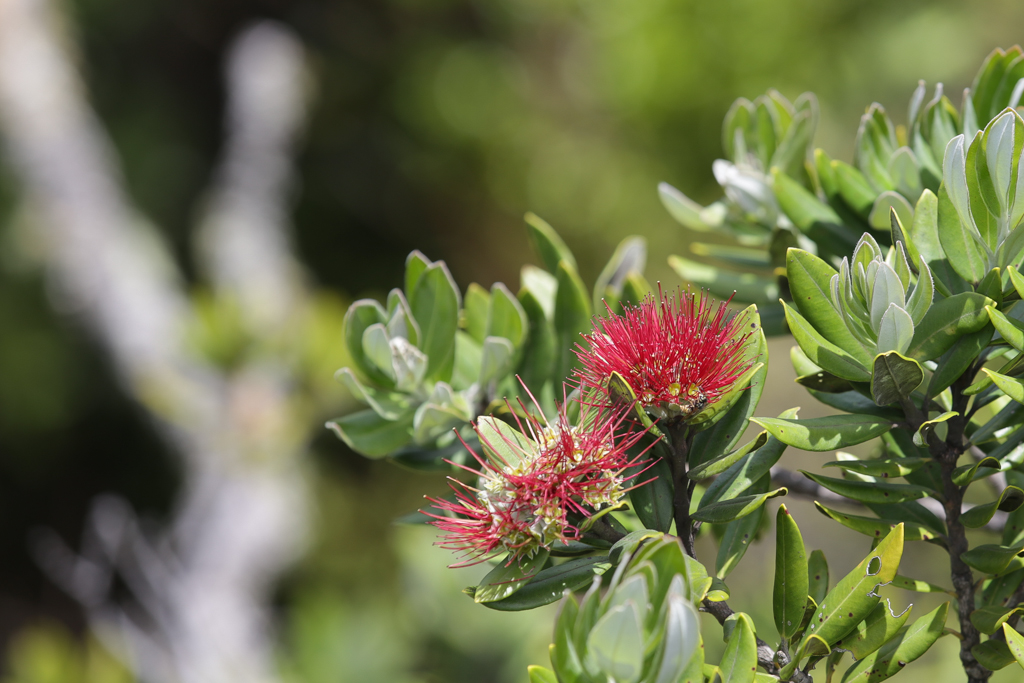 Une fleur de Pohutukawa, l'arbre de Noël