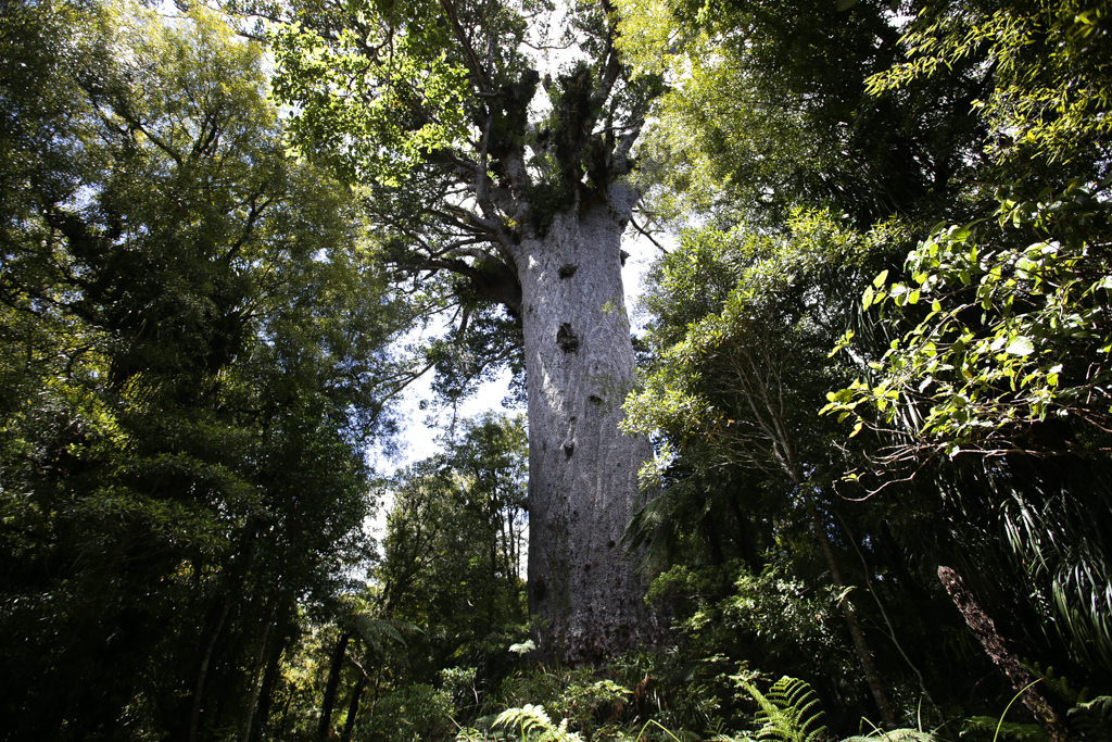 20160122 De Russell a la Baie de Kaipara-6