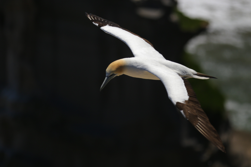 20160123 Baie de Kaipara et Muriwai-8