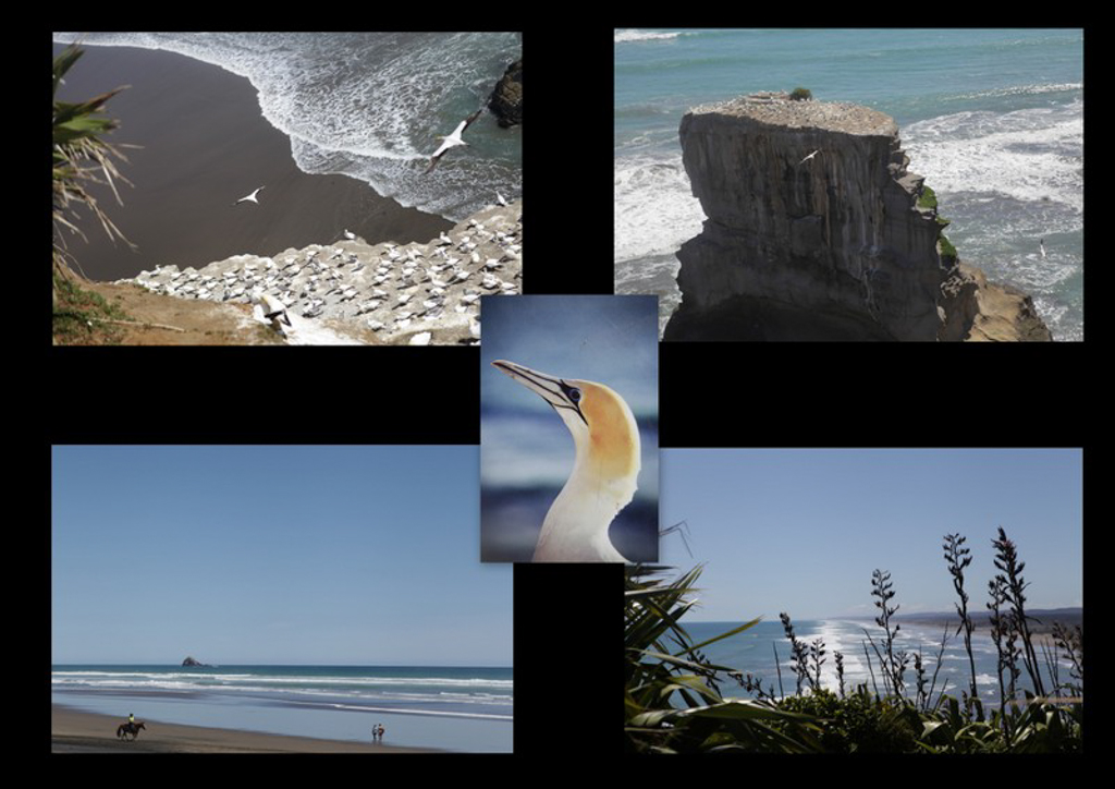 20160123 Baie de Kaipara et Muriwai Nyima-2