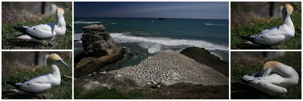 20160123 Baie de Kaipara et Muriwai Nyima-5