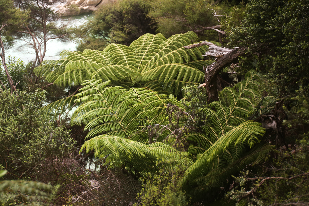 20160130 Abel Tasman NP-10