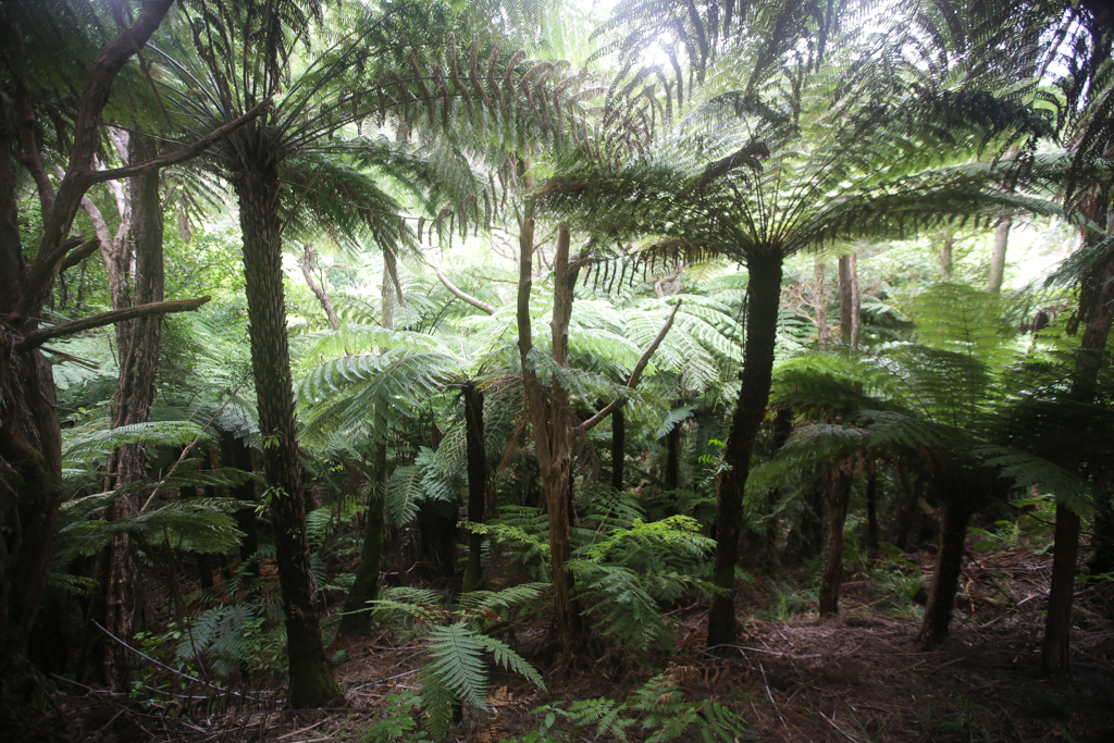 20160130 Abel Tasman NP-11