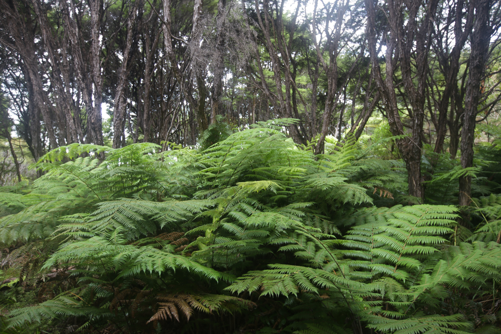 20160130 Abel Tasman NP-12