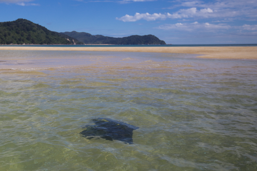 20160130 Abel Tasman NP-6